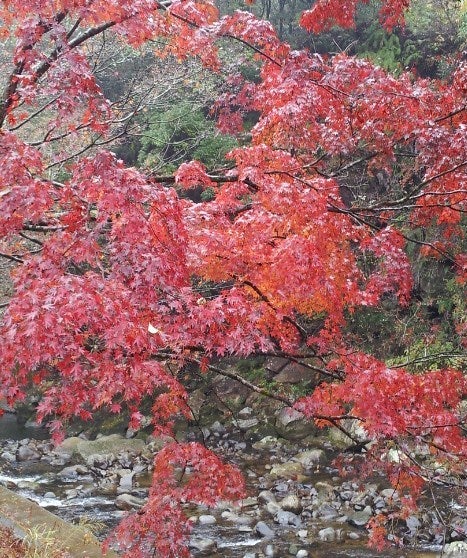市場日記